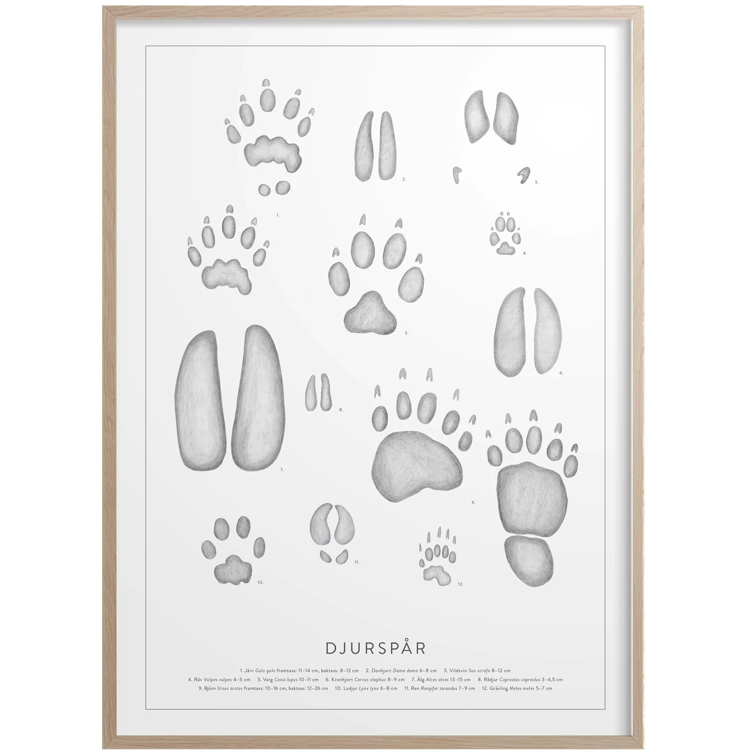 Animal Tracks Poster 50x70 Cm