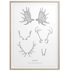 Horn Poster 50x70 Cm